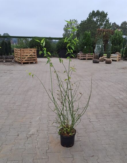 Kerria japonica 'Golden Guinea' / Gelbbunter Ranunkelstrauch 'Golden Guinea', 100-125 cm, C20 im Topf, aufrechter Wuchs mit grünen Trieben