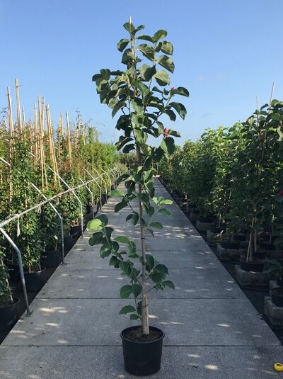 Magnolia 'Black Tulip'® / Magnolie 'Black Tulip', 175-200 cm, C20, junger Baum im Topf mit aufrechtem Stamm und grünen Blättern