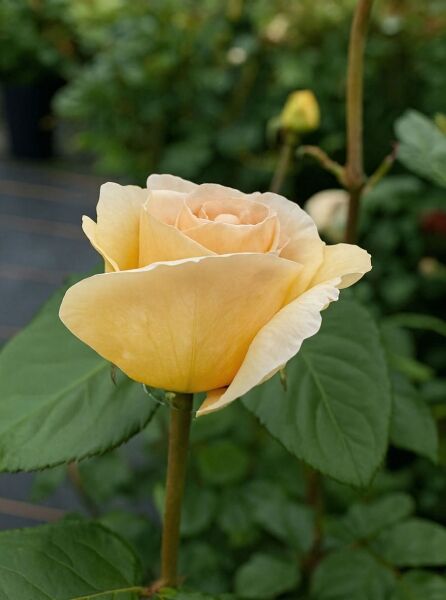 Rosa 'Marzipan'® / Edelrose 'Marzipan'® mit gelb-cremefarbener Blüte und grünem Laub am Stiel