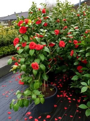 Japanische Kamelie Camellia Japonica Rot 80-100 Cm Im Groen Topf -  Prchtige Rote Blten