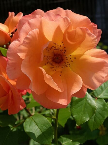 Rosa 'Westerland ®' / Strauchrose 'Westerland' mit apricotfarbenen, halbgefüllten Blüten und grünem Laub in Nahaufnahme.