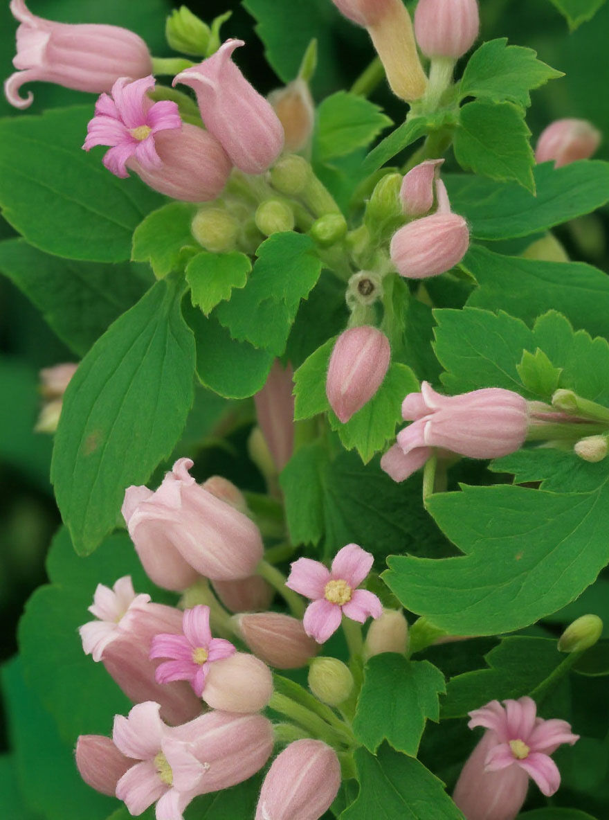 Großblättrige Waldrebe 'Pink Dwarf' / Clematis heracleifolia 'Pink Dwarf'