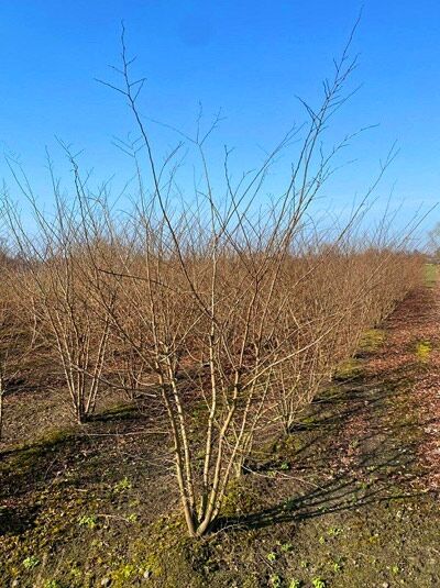 Japanische Zelkove (Zelkova serrata) Keakibaum, mehrstämmig, 200–250 cm, laubfreier Baum mit mehreren Stämmen im Feldbestand.