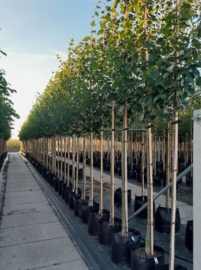 Kaiser-Linde Hochstamm Tilia europaea 'Pallida' / syn. Tilia intermedia 'Pallida', 14-16 StU im Container, mit Laubkrone und Stützpfählen.