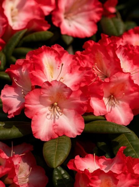 Rhododendron yakushimanum 'Priscilla' / Rhododendron 'Priscilla' mit rosa-weißen Blüten und dunkelgrünem Laub