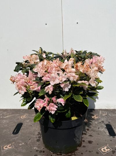Rhododendron 'Colibri' (Rhododendron yakushimanum) 30–40 cm C5, kompakter Strauch im Topf mit rosa Blüten und dunkelgrünem Laub