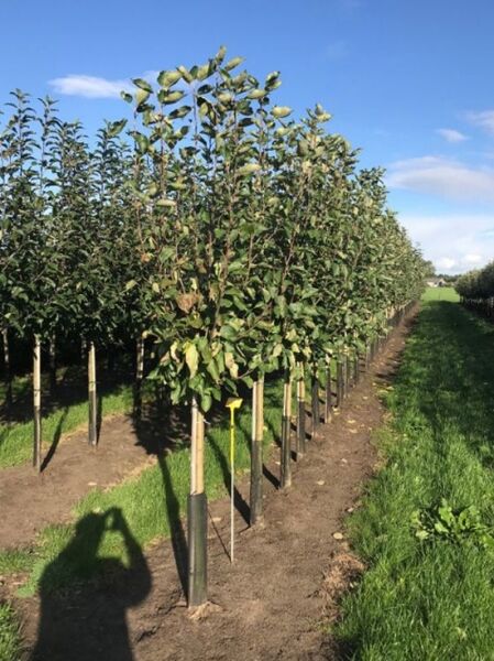 Malus domestica 'Lombarts Calville' / Apfel 'Lombarts Calville' Halbstamm 12-14 StU, junger Baum mit Laub an Stützpfahl im Feld