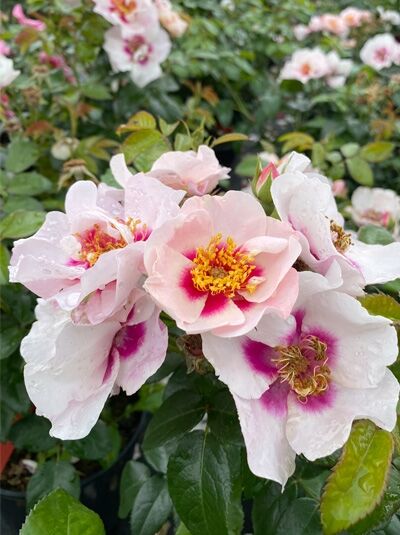 Rosa 'SEE YOU ® in red' / Beetrose 'SEE YOU ® in red' mit hellrosa, halbgefüllten Blüten und dunkler Mitte, gelben Staubgefäßen, grünem Laub