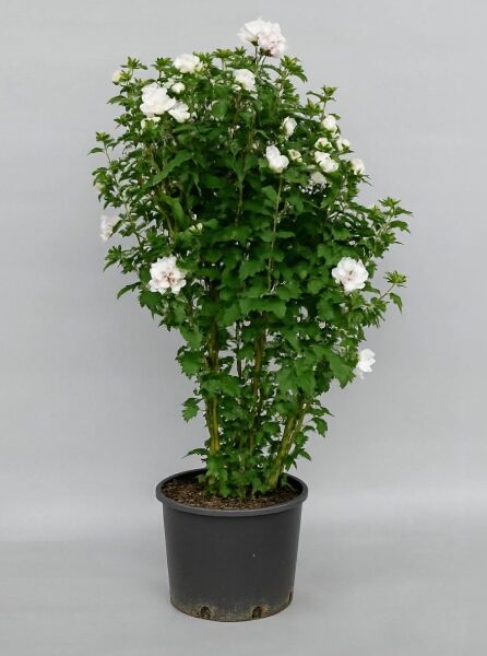 Garten-Eibisch (Hibiscus syriacus) 'Speciosus' als Strauch im Topf C20, ca. 125–150 cm, mit weißen Blüten und grünem Laub.