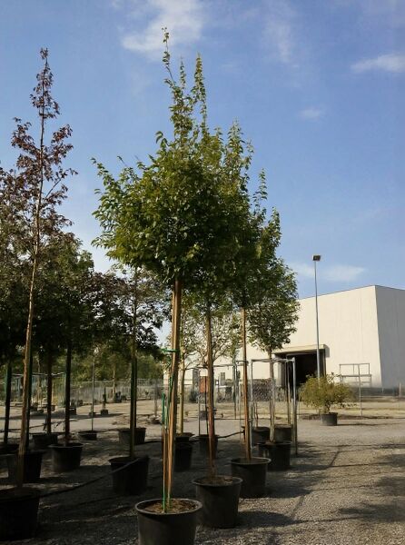 Parrotia persica 'Vanessa', Eisenholzbaum 'Vanessa' Hochstamm 18-20 StU im Container, mit rundlicher Krone und grünem Laub