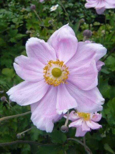 Japan Herbst-Anemone 'Königin Charlotte' / Anemone hupehensis 'Königin Charlotte'