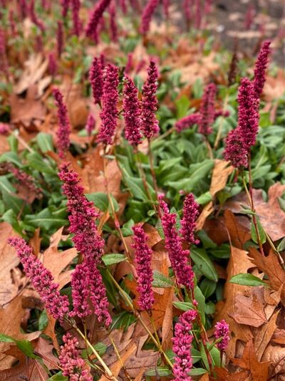 Persicaria affinis 'Darjeeling Red' (Schnecken-Knöterich) mit bodendeckendem Laub und aufrechten, dunkelrosa Blütenähren
