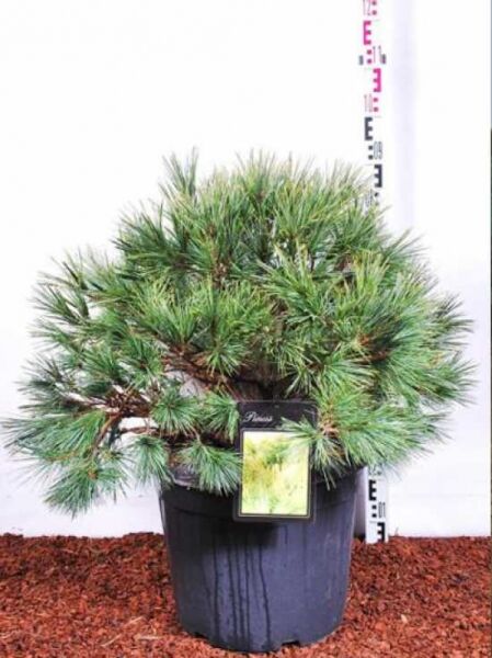 Weymouths-Kiefer 'Radiata' / Weymouths-Kiefer 'Radiata'