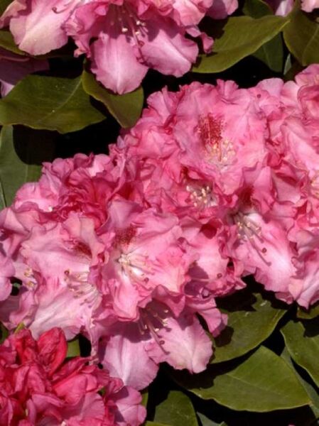Rhododendron yakushimanum 'Tina Heinje' / Rhododendron 'Tina Heinje'