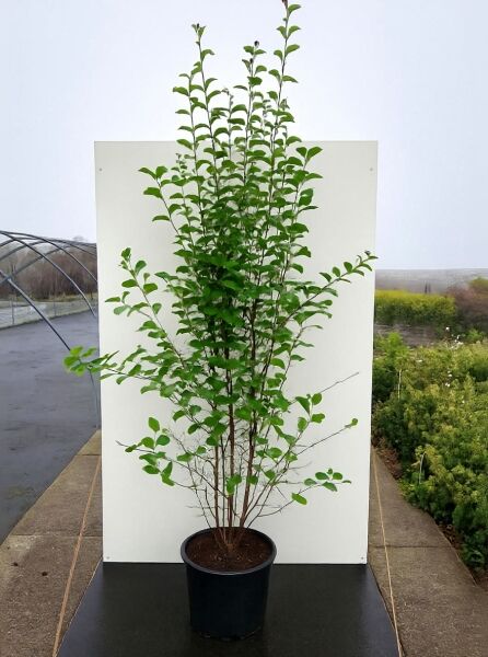 Pseudocydonia sinensis (Chinesische Quitte/Holz-Quitte) Strauch im Container C20, 175–200 cm, mit aufrechten Trieben und grünen Blättern.