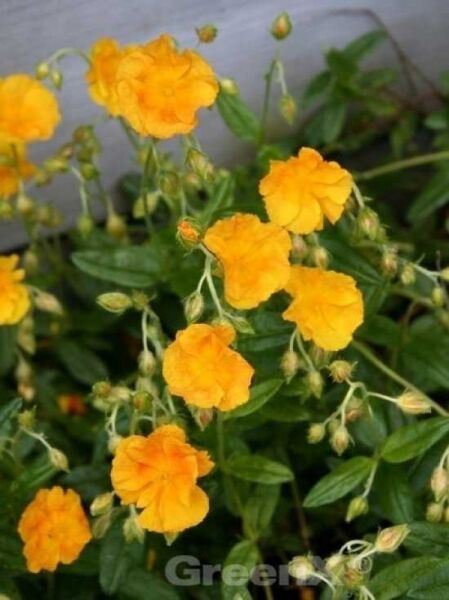 Sonnenröschen 'Wisley Primrose' / Helianthemum 'Wisley Primrose'