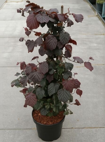 Blut-Korkenzieher-Hasel Corylus avellana 'Red Majestic ®', 80-100 cm C12, im Topf mit dunkelrotem Laub und aufrechtem Wuchs.