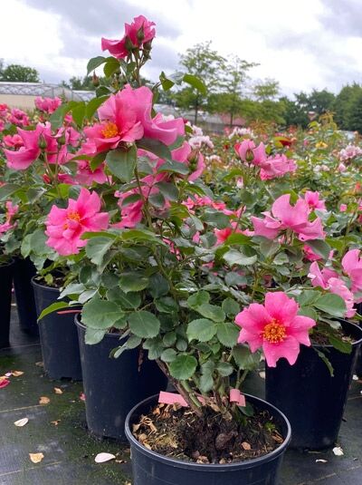 Rosa 'See you ® in pink' ADR-Rose / Beetrose 'See you ® in pink' ADR-Rose C5, Rosenstrauch mit pinken Blüten im Topf