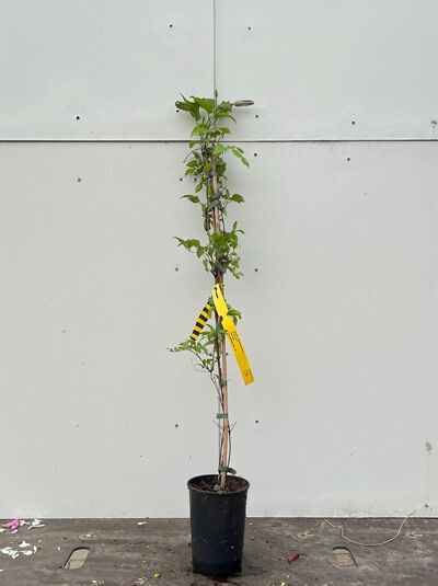 Clematis 'Jackmanii Purpurea' (Waldrebe) 80-100 cm C2, aufgebundene Kletterpflanze im schwarzen Topf mit Pflanzenetikett.