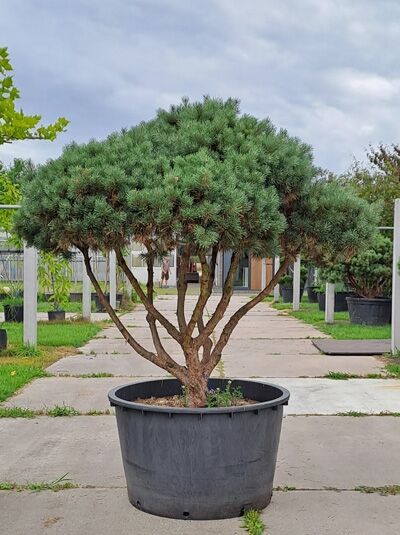 Strauch-Wald-Kiefer (Bonsai) (546661) / Strauch-Wald-Kiefer (Bonsai) (546661)