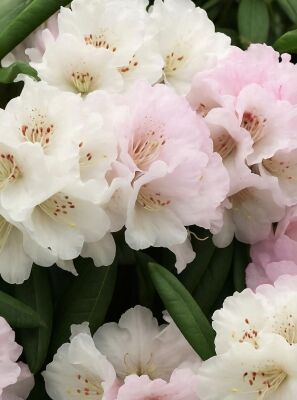 Rhododendron 'Boule de Neige' - Rhododendron Hybride 'Boule de Neige'