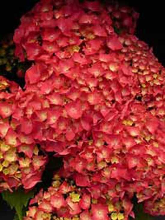 Bauern-Hortensie 'Leuchtfeuer ®' / Hydrangea macrophylla 'Leuchtfeuer ®
