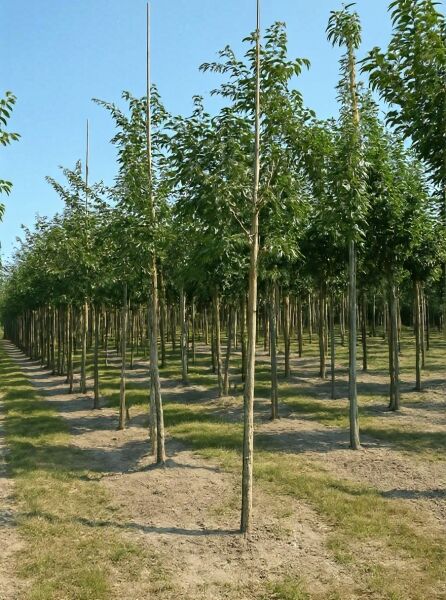 Prunus subhirtella 'Autumnalis' – Winterkirsche 'Autumnalis' Hochstamm 16-18 StU, stehender Jungbaum mit Krone und Stützstab.