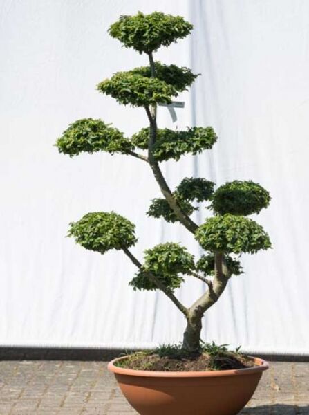 Feldulme (Ulmus minor) 'Jacqueline Hillier' Garten-Bonsai, ca. 140 cm hoch, 80 cm breit, im Topf, Formgehölz mit Etagenkrone