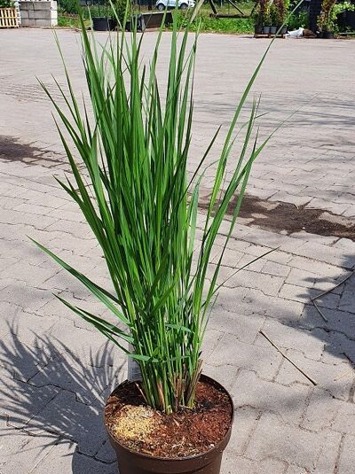 Panicum virgatum 'Northwind' / Riesen-Rutenhirse 'Northwind' C3 im Topf mit aufrechten, schmalen grünen Halmen und Blättern