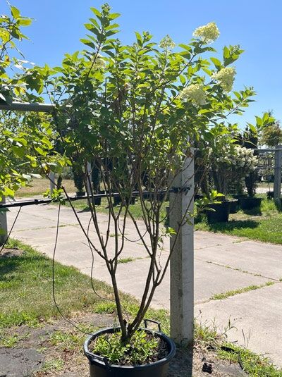 Limonenfarbene Rispen-Hortensie 'Schirmform' - Hydrangea paniculata 'Limelight ®' (876361)