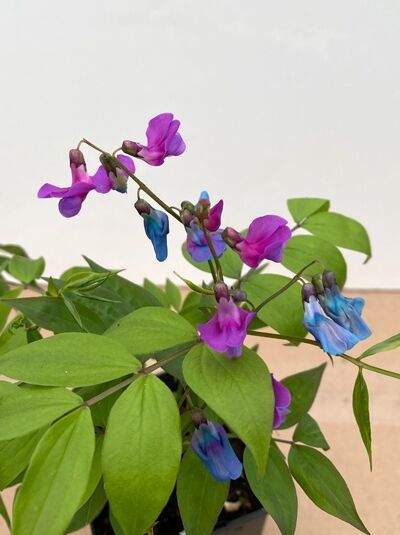 Frühlingsplatterbse / Lathyrus vernus