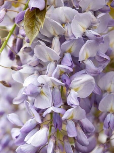 Japanischer Blauregen 'Royal Purple' / Wisteria floribunda 'Royal Purple'