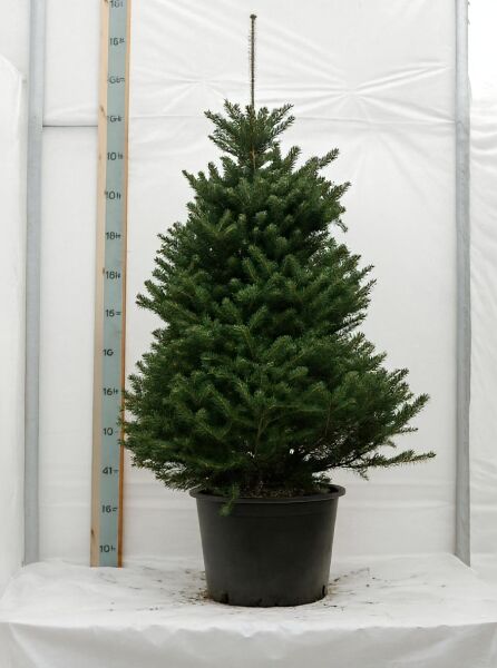 Korea-Tanne / Korea-Tanne