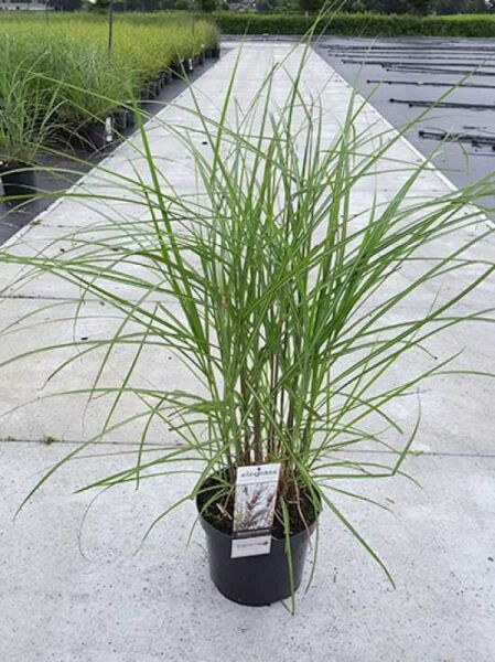 Miscanthus sinensis 'Malepartus' – Garten-Chinaschilf 'Malepartus' C5, horstbildendes Ziergras im Topf mit langen, schmalen grünen Blättern.