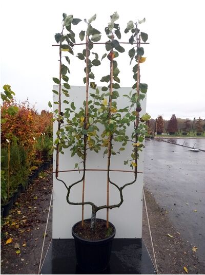 Malus domestica 'James Grieve' / Apfel 'James Grieve' Spalier doppelte U-Form C50 im Topf, mit Trieben und Blättern am Spalier.