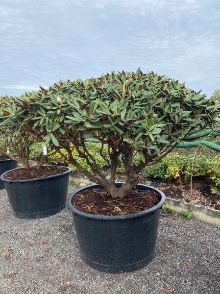 Rhododendron 'Gulliver' Schirm (Nr.1444) / Rhododendron adenogynum 'Gulliver' 170 cm breit x 120 cm hoch