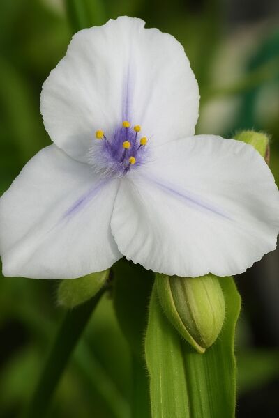 Dreimasterblume 'Osprey' / Dreimasterblume 'Osprey'