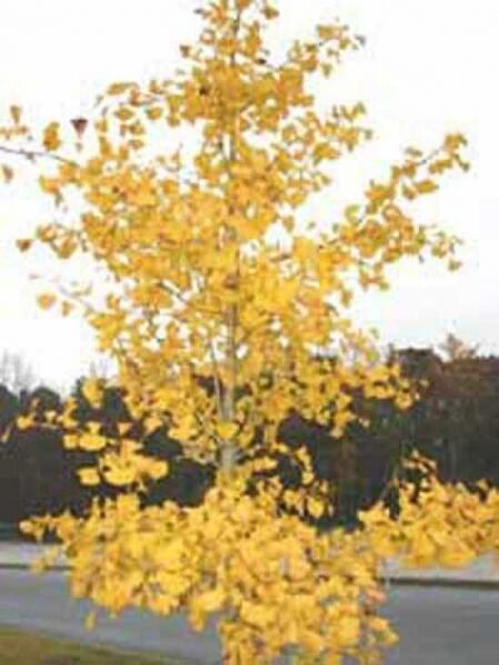 Goldener Ginkgobaum / Goldener Fächerblattbaum / Ginkgo biloba \'Autumn Gold\'