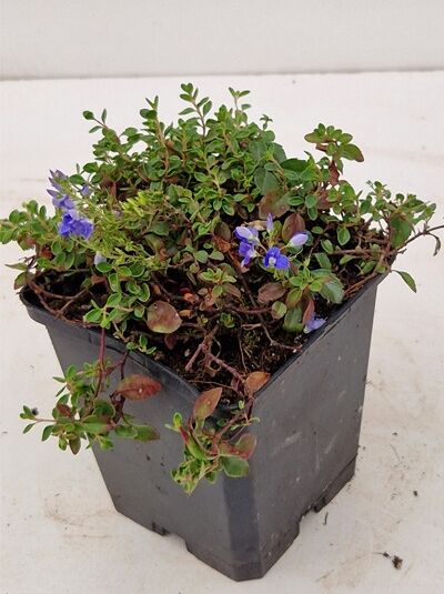 Anatolien-Ehrenpreis / Anatolien-Ehrenpreis