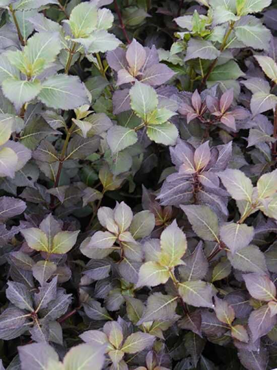 Liebliche Weigelie 'Nana Purpurea' kaufen