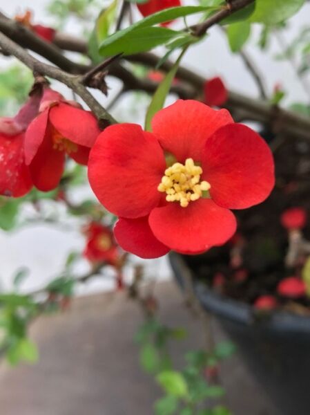 Chaenomeles superba 'Crimson and Gold' / Zierquitte 'Crimson and Gold' mit roten Blüten und gelben Staubgefäßen am Zweig.