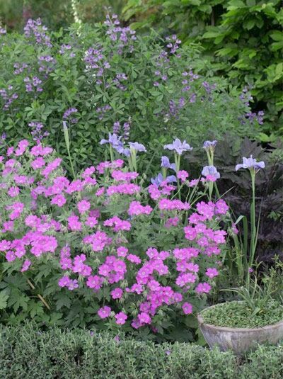 Garten-Storchschnabel 'Sirak' / Geranium gracile 'Sirak'