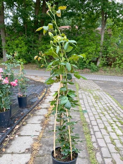 Rosa 'Elfe ®' (Kletterrose 'Elfe') A-Qualität C5, junge Kletterrose im Topf am Stützgerüst mit grünem Laub.