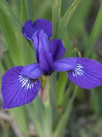 Iris sibirica 'Annick' / Wiesen-Iris 'Annick'