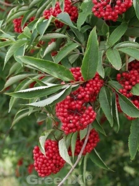 Trauben-Holunder / Sambucus racemosa
