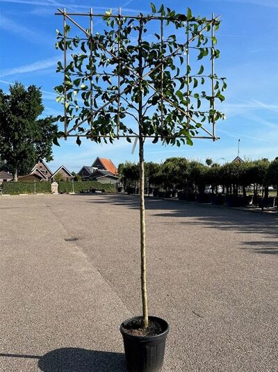 Pyrus calleryana 'Chanticleer' / Chinesische Wildbirne, Hochstamm-Spalier im Container, Stamm 180 cm, Kronenbreite ca. 150 cm