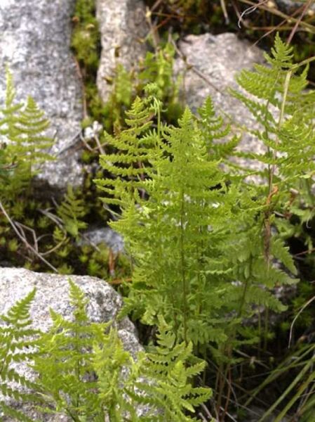 Sumpf-Farn / Thelypteris palustris