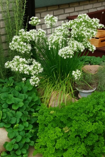 Schnitt-Knoblauch / Schnitt-Knoblauch