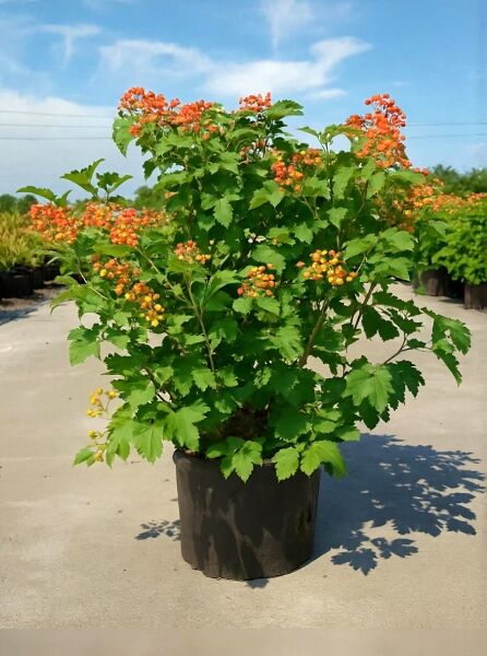 Viburnum opulus 'Compactum' / Zwerg-Schneeball 'Compactum' 50-80 cm C12, buschige Pflanze im Topf mit grünen Blättern und Fruchtständen