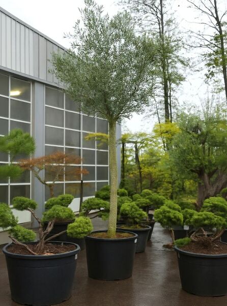 Olea europaea (Olivenbaum) Hochstamm 20-25 StU im Container, gerader Stamm mit dichter, silbriggrüner Krone im Topf